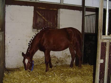 Anden særlig race Bonnie - dejligt at være hjemme igen.. og endda med en fin rocette billede 4