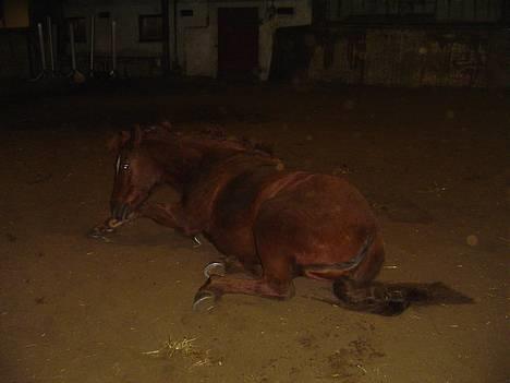 Anden særlig race Bonnie - ååhh hvor er det dejligt at få håret løsnet igen og få sig en rulle tur ;) billede 7