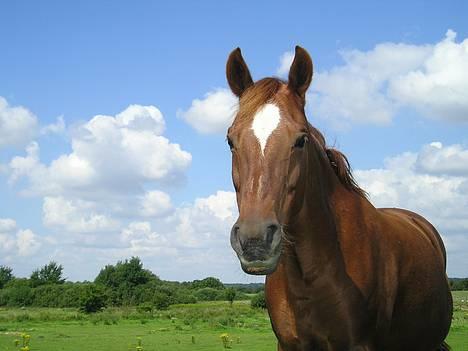 Anden særlig race Bonnie - hygge på folden billede 10