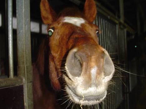 Anden særlig race Bonnie - hmm hvad er det du har der??.. mon det kan spises?? ;) billede 5