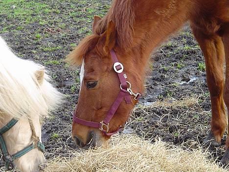 Anden særlig race Bonnie - som brødre vi dele... hygge på folden. billede 6