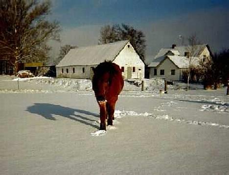 New Forest Erto - Kaldes Buster - Min gamle pony på folden - sneen smager ikke så gdt.... :o) billede 3