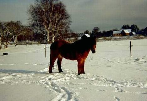 New Forest Erto - Kaldes Buster - Endnu et billede - ser han ikke godt ud, trods han er snart 29 år gammel. billede 4