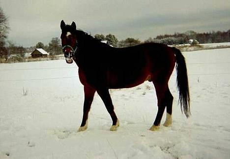 Dansk Varmblod Amos billede 7