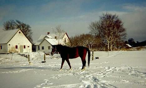 Dansk Varmblod Amos billede 8