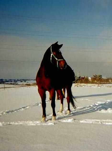 Dansk Varmblod Amos billede 9