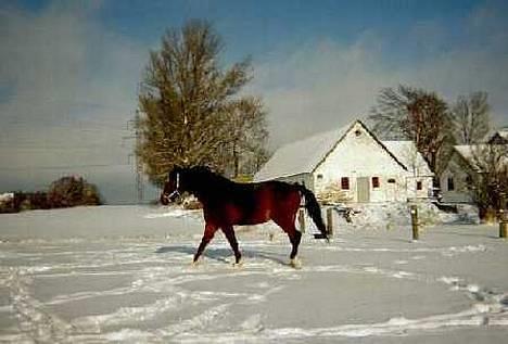 Dansk Varmblod Amos billede 10