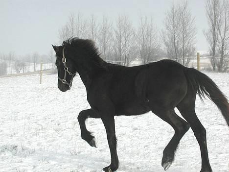 Frieser Loke af Friesergaarden - Loke 10 mdr. billede 5