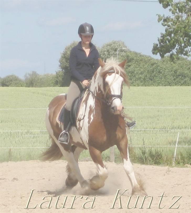 Irish Cob Igor's Lucky Luke SOLGT - d. 24 Juni 08  med Laura på ryggen .  billede 4