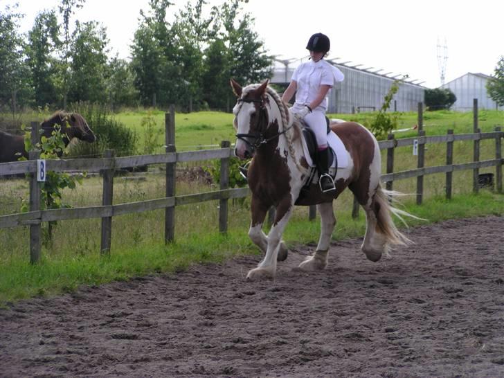 Irish Cob Igor's Lucky Luke SOLGT - Lidt dressur kan vi godt (: Lc2 u.g xD  billede 5