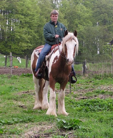 Irish Cob Igor's Lucky Luke SOLGT - Så er vi ved at være klar til tilridning billede 7