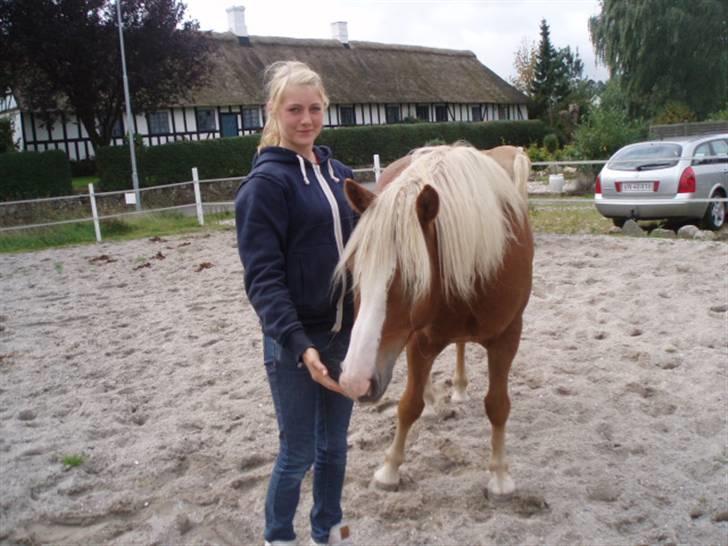 Haflinger Gordon (SOLGT) <3 - Da jeg var ude og besøge gordon d. 8/9.07 :´( Gordon er solgt! jeg savner ham ufattelig meget!  billede 1