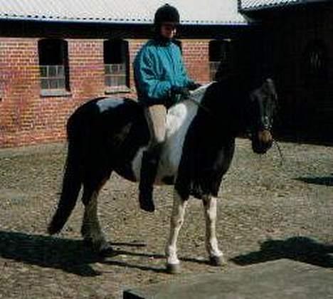 Pinto Saki billede 2