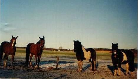 Pinto Saki billede 5