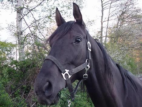 Anglo Araber (AA) Strauss aa - MAM siger Strauss :D billede 1