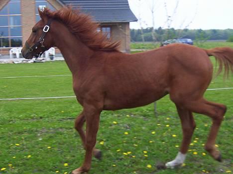 Sportsaraber (A) Sheik  billede 8