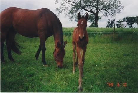 Trakehner MY FAIR TANGO - Tango 6 dage gammel... billede 5