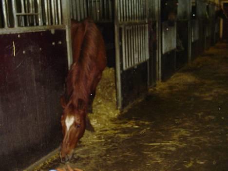 Anden særlig race Bonnie - jeg ved godt jeg skal blive inde..men uhaaa mon ik godt jeg lige kan nå den gulerod.. uuu ja ja  det er lige før.. billede 8