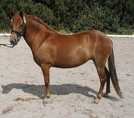 Gotlandsruss Freja - Freja i profil på Drisdal kåringen,  Foto: Maria Just . billede 1