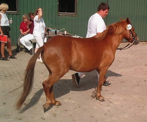 Gotlandsruss Freja - Freja handlet af Henrik Christensen, Foto Bent Just billede 2