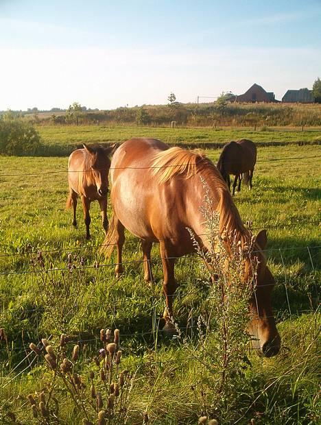 Gotlandsruss Freja - hestene på sommergræs, Foto: Maria Just billede 3