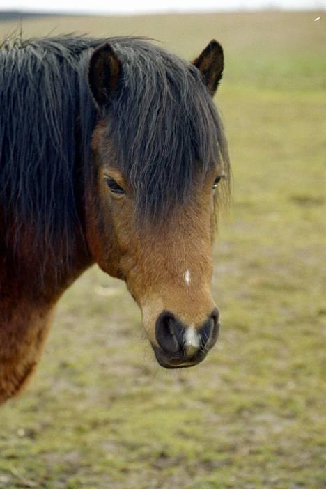 Anden særlig race Emil - Emil på folden, mens han var hingst. Foto: Bent Just billede 1