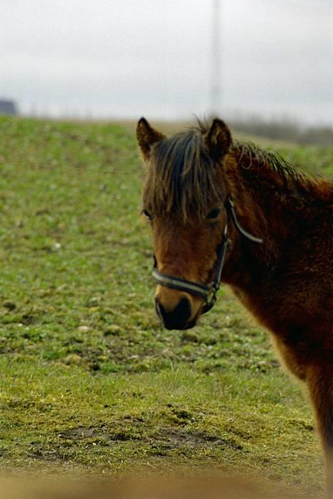 Gotlandsruss Camillo C - Vil du snakke med mig billede 1