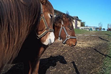 Gotlandsruss Camillo C - Camillo C sammen med sin mor Tarpana Gumma. Foto: Julia Conradi billede 2