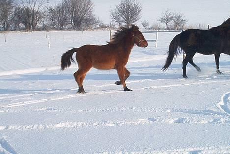 Gotlandsruss Camillo C - Camillo henover sneen efter sin mor Foto; Julia Conradi billede 5