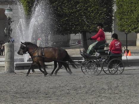 Gotlandsruss Marco-Polo DØD - TopCup på Christiansborg billede 1