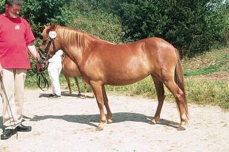 Gotlandsruss Freja - Freja stiller op for fotografen; Signe Kroner billede 4