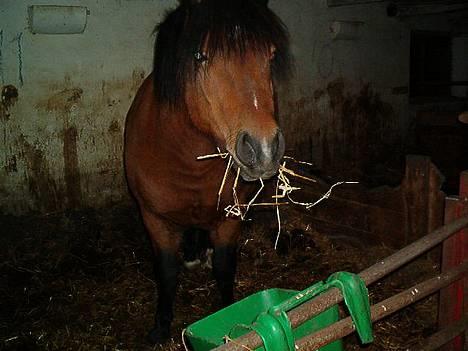 Anden særlig race Emil - Emil overvejer om han skal begynde og gøre rent Foto Bent Just billede 2