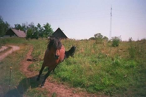 Anden særlig race Emil - Emil og hyrdehunden Kiami løber om kap Foto:bent Just billede 4