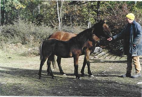 Gotlandsruss Russack Avlshingst - DØD - Russack, - hjemme hos mor på Gotland 2002, - inden han kom til Danmark billede 2