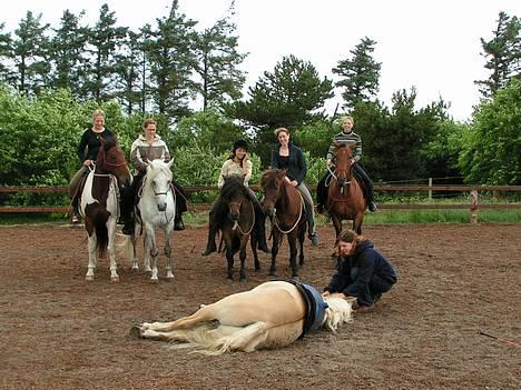 Anden særlig race Liri billede 6