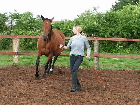 Anden særlig race Liri billede 7