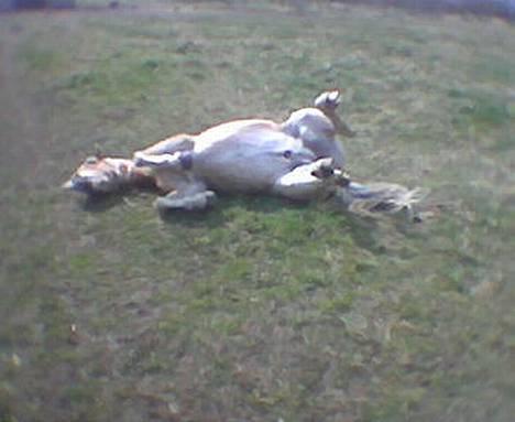 Haflinger Sjoko billede 6