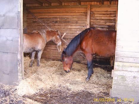 Haflinger Sjoko - Sjoko og Liri billede 7