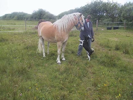 Haflinger Sjoko - Sjoko og min hund Flecki billede 8