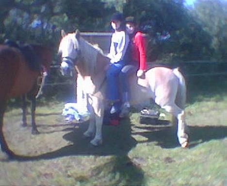 Haflinger Sjoko billede 9