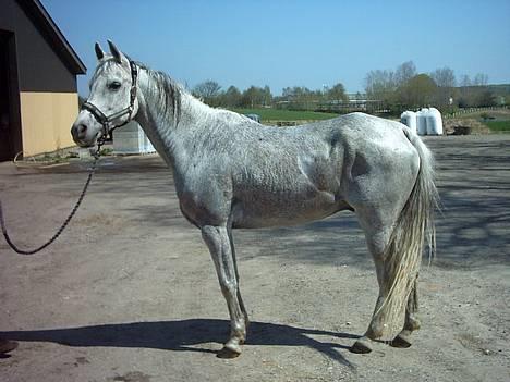Arabisk fuldblod (OX) Amigo OX1759 - Amigo på gårdspladsen, efter et dejligt bad billede 7