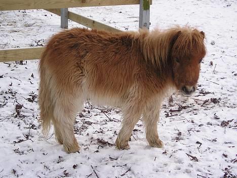 Shetlænder Stjernens MiniChristopher - Han er min lille hygge hest billede 1