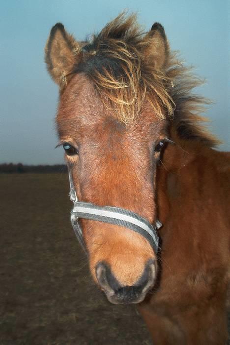 Gotlandsruss Camillo C - Mit første foto af Camillo, Foto: Julia Conradi billede 6