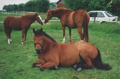 Dansk Varmblod tiffani - her ligger tiffani og får sig en slapper efter en hård dag  HAHA billede 10