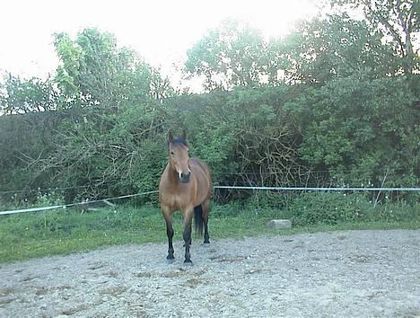 Dansk Varmblod tiffani - 15-05-04 billede 3