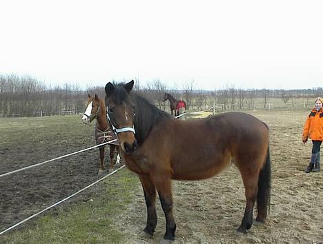 Anden særlig race Trisse (Patricia) R.I.P  - Trisse inde på banen, synes det er sjovt at få taget billeder billede 1