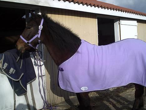 Anden særlig race Trisse (Patricia) R.I.P  - Trisse foran stalden stadig i sin nye skridt dækken billede 3