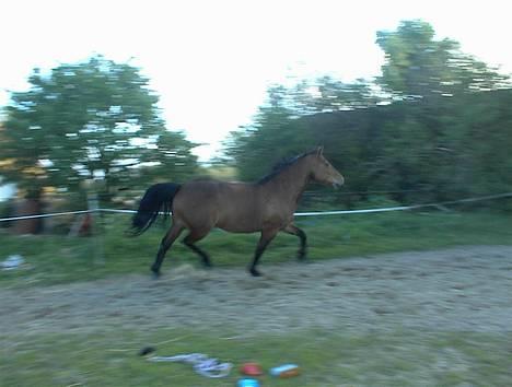 Dansk Varmblod tiffani - her løber hun på ridebanen billede 4