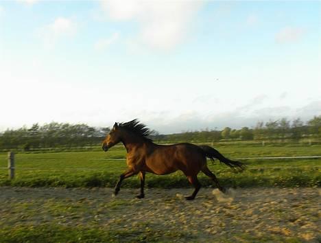 Dansk Varmblod tiffani billede 6