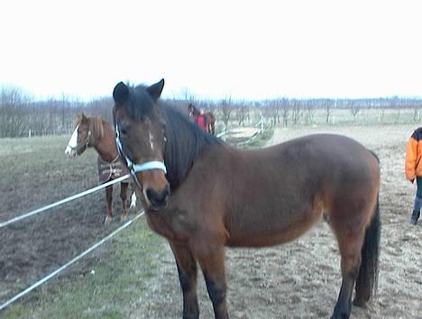 Anden særlig race Trisse (Patricia) R.I.P  - Hun bliver gerne stående for fotografen billede 5